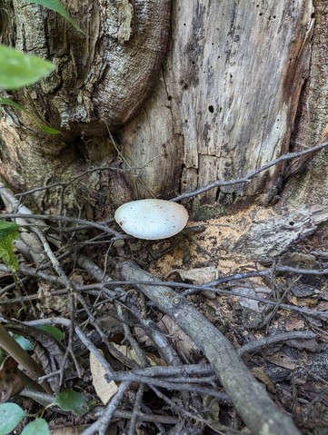 Silky Rosegill (Volvariella bombycina)