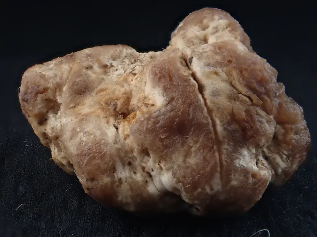 undefined (Hymenogaster spp.)