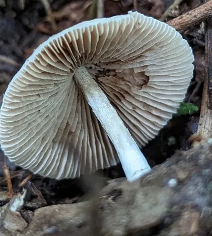 Pale Yellow Brittlestem (Candolleomyces luteopallidus)