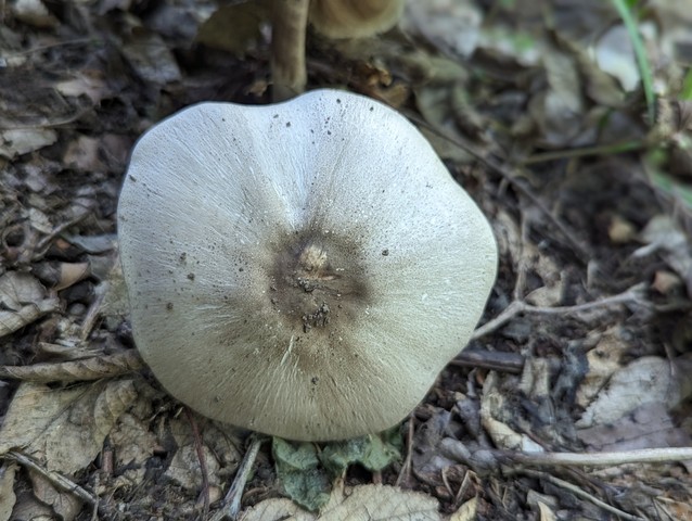 Flat-Top Agaricus (Agaricus placomyces)