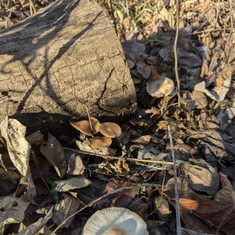 Unidentified Psathyrella