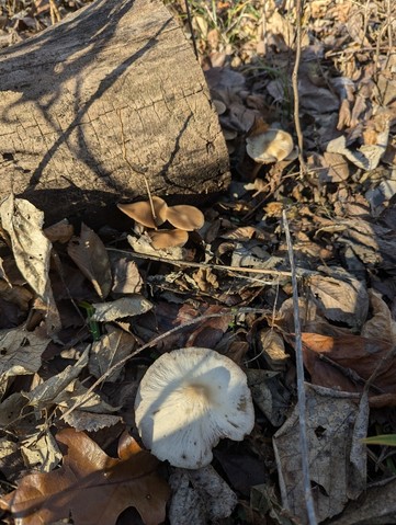 Psathyrella spp.