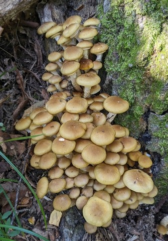 Yellow Honey Mushroom (Armillaria mellea)