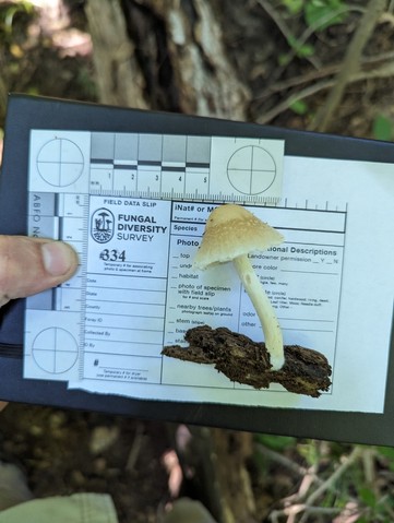 Pale Brittlestem (Candolleomyces candolleanus)