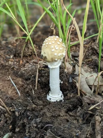 White Panther (Amanita multisquamosa)