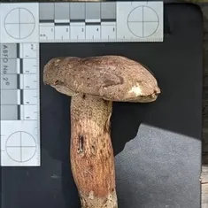 Unidentified Tylopilus