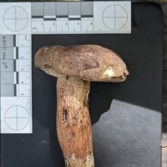 Unidentified Tylopilus