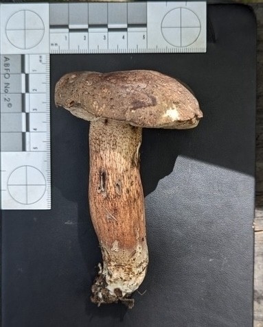 Tylopilus spp.