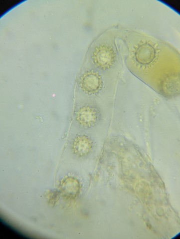 undefined (Pachyphlodes carnea)