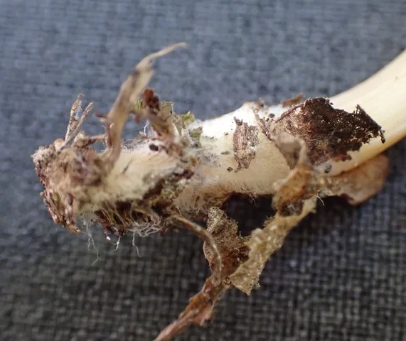 undefined (Mycena sp. 'IN6' (Mycena rutilantiformis))