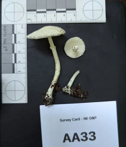 (Leucoagaricus sp. 'IN03')