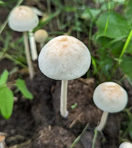 Antilles Mottlegill (Panaeolus antillarum)