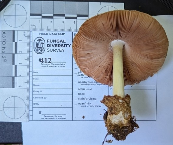 Silky Rosegill (Volvariella bombycina)