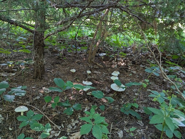 Flat-Top Agaricus (Agaricus placomyces)