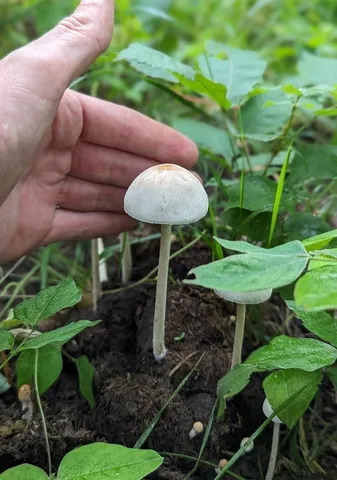 Antilles Mottlegill (Panaeolus antillarum)