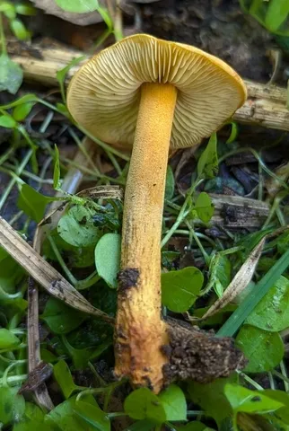 Orange Faint Foot Mushroom (Heimiomyces tenuipes)