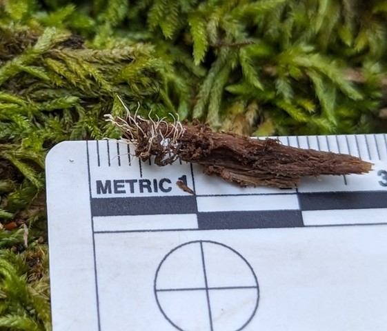 Spider Akanthomyces (Akanthomyces aranearum)