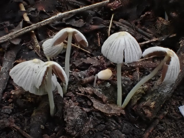 Trooping Crumble Cap (Coprinellus disseminatus)