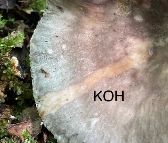 undefined (Russula sp-IN65)