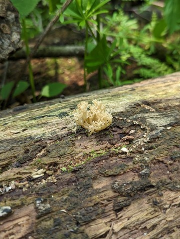 Crown-tipped Coral Fungus (Artomyces pyxidatus)