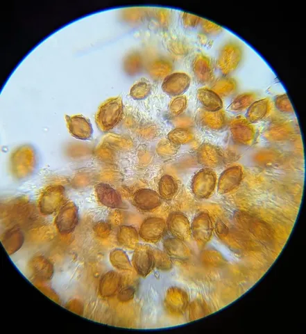 undefined (Hymenogaster spp.)
