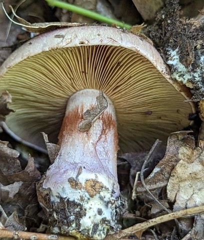 undefined (Calonarius caesiofulvus)