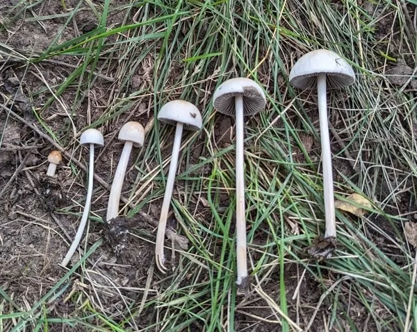 Antilles Mottlegill (Panaeolus antillarum)