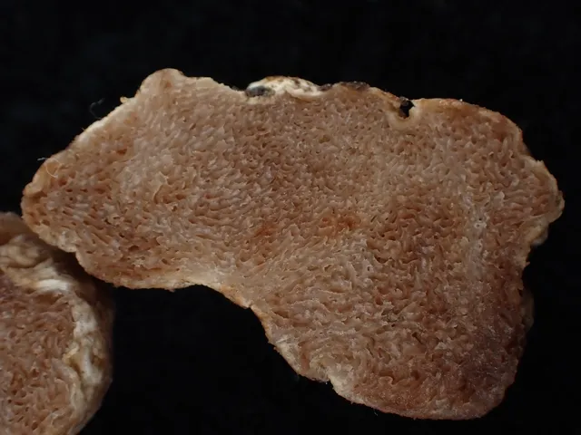 (Hymenogaster)