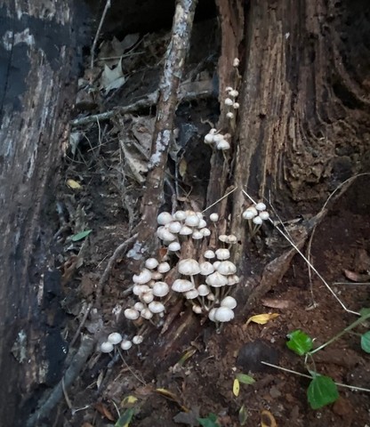 Clustered Bonnet (Mycena sp. 'inclinata-IN01')