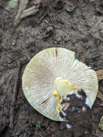 Yellow American Blusher (Amanita flavorubens)