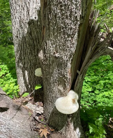 Lynx Paw Oyster (Pleurotus levis)