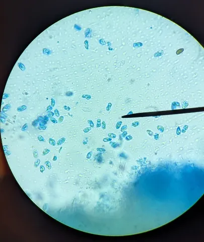 undefined (Mycena sp. 'IN6' (Mycena rutilantiformis))