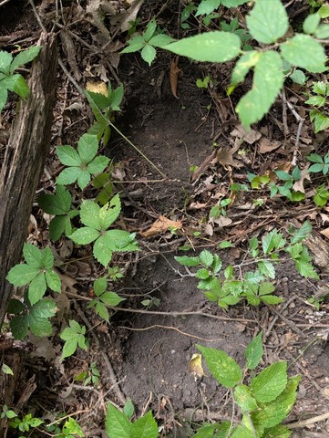 undefined (Elaphomyces sp.)