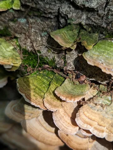 Violet-Toothed Polypore (Trichaptum biforme)