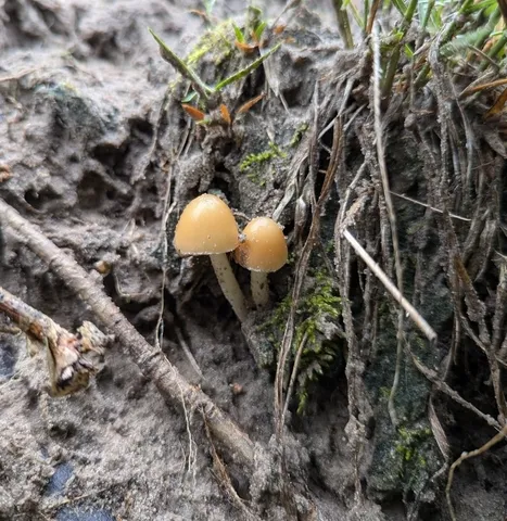 Pale Brittlestem (Candolleomyces candolleanus)
