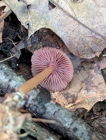 undefined (Mycena sp. 'IN6' (Mycena rutilantiformis))