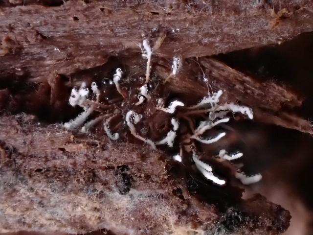 Spider Akanthomyces (Akanthomyces aranearum)