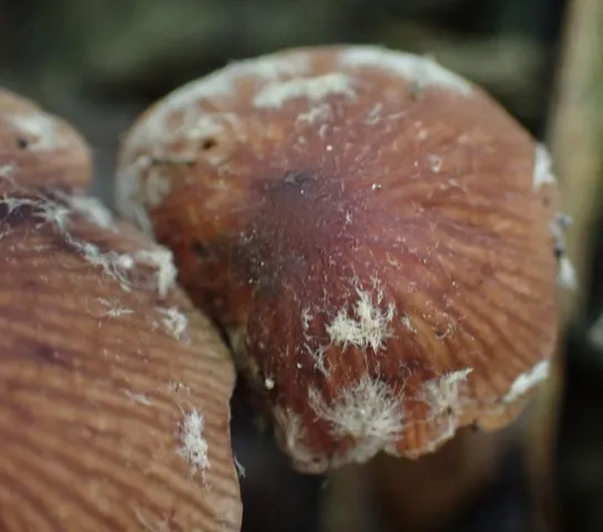 Wooly Brittlestem (Psathyrella vinosofulva)