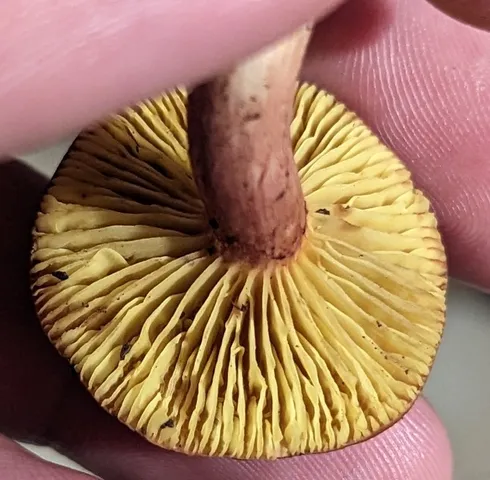 Gilled Bolete (Phylloporus sp-NE01)