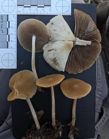 Unidentified Psathyrella (Psathyrella spp.)