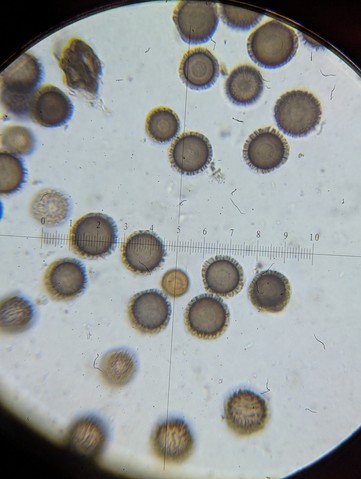 undefined (Elaphomyces sp.)
