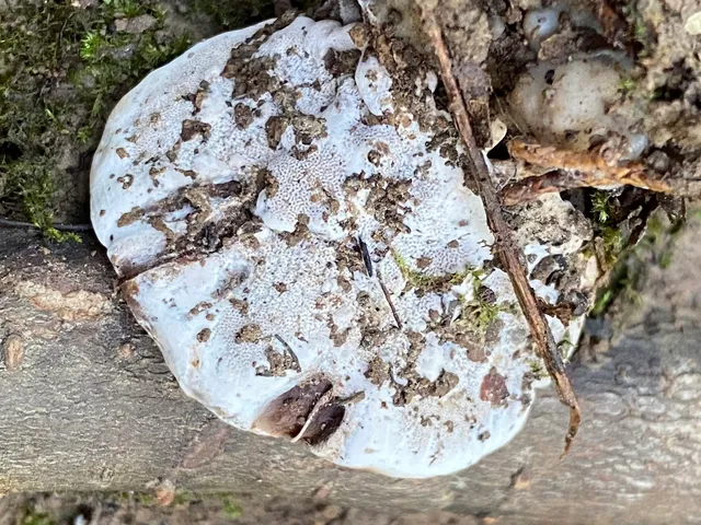 undefined (Ganoderma lobatum)