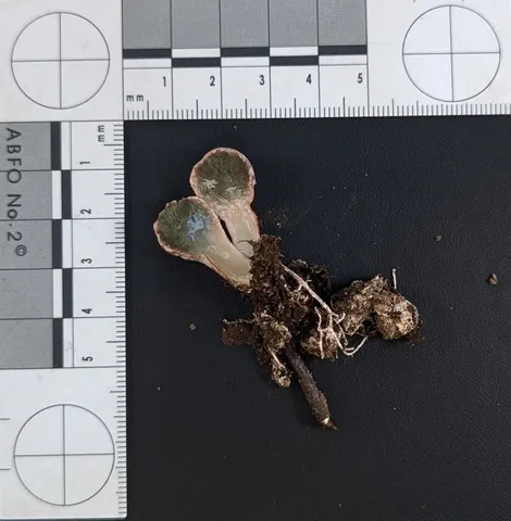 Phallogaster cf. phillipsii