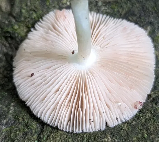 Rosegill (Volvariella sp-IN03)