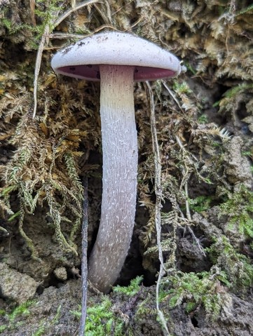 Purple-and-white Deceiver (Laccaria ochropurpurea)