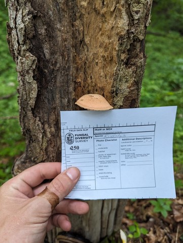 Wrinkled Peach (Rhodotus reticeps)