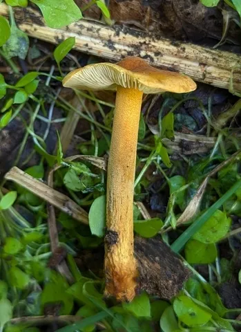 Orange Faint Foot Mushroom (Heimiomyces tenuipes)