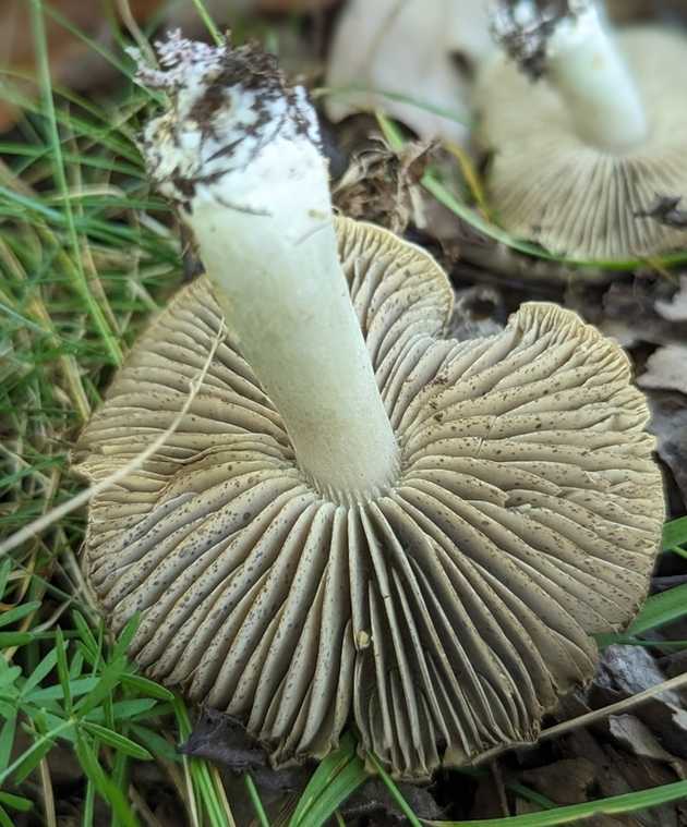 Tricholomatoid