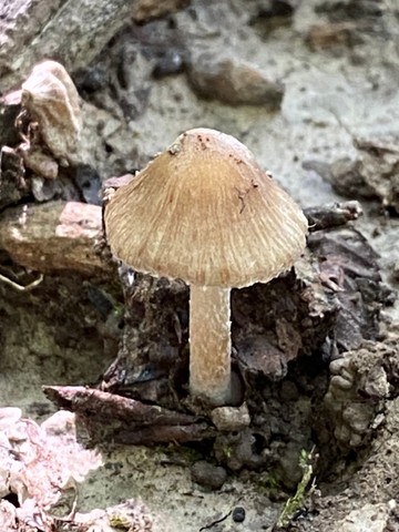 null (Inocybe sp-NE01)