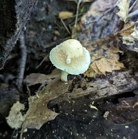 Pale Brittlestem (Candolleomyces candolleanus)